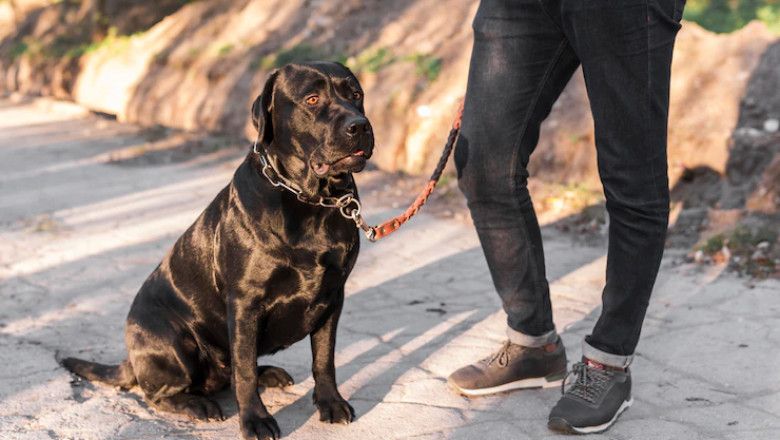 ESA Letter for Housing: Your Complete Guide to Securing Pet-Friendly Living